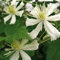 Clematis Paul Farges 2L - Charmanter, sehr kräftig wachsender Kletterer