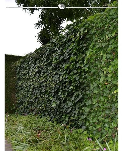 Irischer Efeu Hedera hibernica 150-175 cm IM TOPF. Angebot: 50 Pflanzen. Winterhart