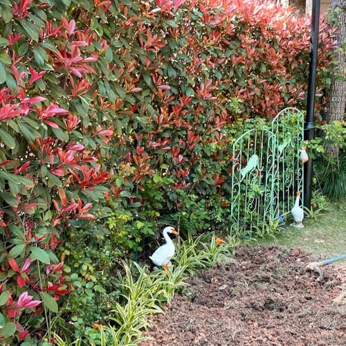 800 pz piante da siepe di semi di pettirosso rosso del nespolo piante per esterno piccolo albero per giardino arbusti sempreverdi resistenti Piante da balcone resistenti vasi per
