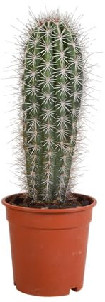 Kaktus | Pachycereus Pringlei | Elefantenkaktus | 1 Stück | Ø 17 cm | ↕ 30-40 cm | Pflegeleichte Zimmerpflanze