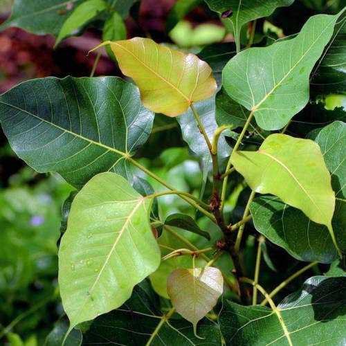 Ficus religiosa Sacra Fig tree seed semi ornamentali pianta tropicale (15 semi Nessun inseguimento)