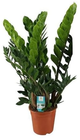 Glücksfeder – Zamioculcas Zamiifolia – Zimmerpflanze – Ø 21 cm Topf – Höhe ca. 80 cm – Pflegeleichte, robuste Grünpflanze