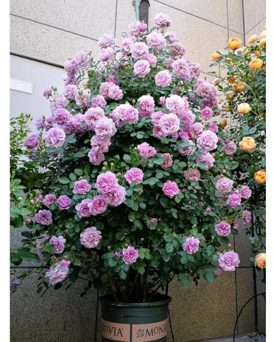 semillas de rosa trepadora, semillas de rosal, semillas de flores de, plantas para exterior plantas perennes, plantas perennes resistentes, semillas de plantas Decoración de 350pcs