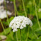200 pcs echter baldrian samen - heilkräuter samen, balkon beet baldrian pflanze kaufen - Valeriana officinalis - kräutergarten, hochbeet heilkräuter, plants exotische pflanzen samen,