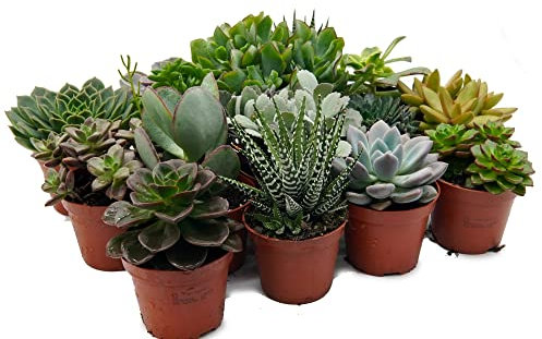 Sukkulenten, Mischung, je im 9cm Topf, Starter Set (12 Pflanzen im set)