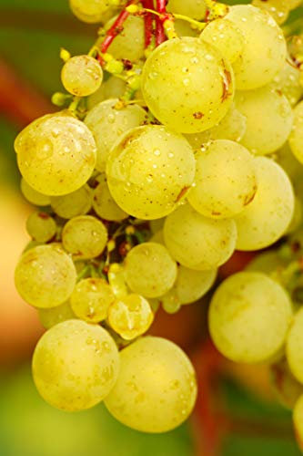 Pianta di Vite varietà Trebbiano Toscano pianta di uva vigna da vino pianta di uva Trebbiano Toscano innestata pianta vera di vite venduta da eGarden.store