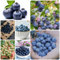 400 Pcs Blaubeeren Samen - Säulenobst Obstsamen Heidelbeeren Samen - Vaccinium - Winterharte Pflanzen Für Garten Säulenobstbäume Pflanzen Züchten Nachhaltige Geschenke Gewächshaus