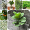 5 pcs Ficus Seeds - Ficus Microcarpa Samen - bonsai samen balkon pflanze bonsai bäumchen kaufen bäume kaufen plants gärtnern spezielle samen sämereien alte sorten balkonpflanzen geschenke