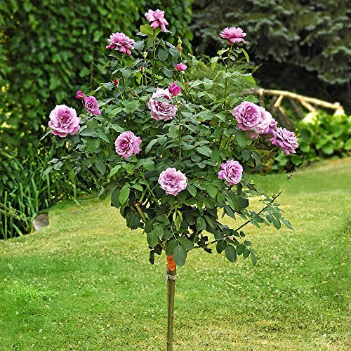 Pianta ROSA BREVETTATA CHARLES DE GAULLE ®MEILLAND viola rosa ALBERELLO vaso24 AMDGarden