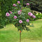 Pianta ROSA BREVETTATA CHARLES DE GAULLE ®MEILLAND viola rosa ALBERELLO vaso24 AMDGarden