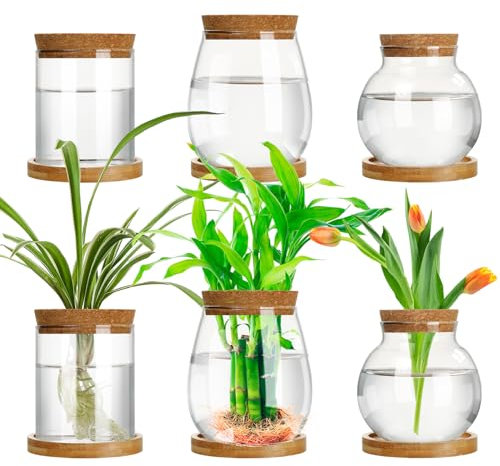 Beeveer Estación de propagación de plantas, terrario separado para plantas de escritorio con tapa de madera y soporte, 3 tamaños de macetas de vidrio, jarrones de propagación para interiores y hogares