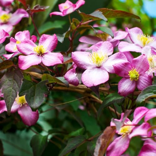 Clematis Montana VAR. Rubens 'Tetrarose' - Fast-Growing Climber with Almond-Scented Pink Flowers - Hardy Shrub for Garden Walls and Large Trees – 1x 1.7 Litre Potted Plant by Thompson & Morgan