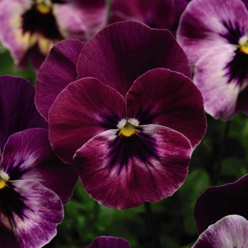 Pansy ‘Cool Wave Raspberry’ Hardy Perennials,12x Plugs by Thompson and Morgan (12)