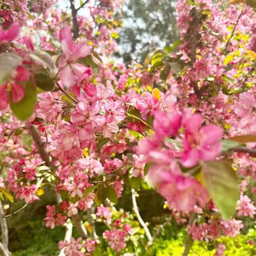 10 pcs begonien samen winterfeste pflanzen für balkon balkonpflanzen zimmerpflanzen gartenblumen mehrjährig winterhart bienenwiese saatgut begonie winterharte kübelpflanzen blumen