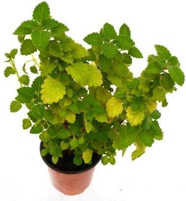 Incienso o Planta del Dinero matizada (Maceta 10,5 cm Ø) - Planta Viva de Interior