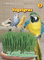 N.L. Chrestensen 24351913 Vogelgras (Vogelgrassamen)