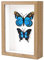 KAPIX Shadow Box 15,2 x 20,3 cm Bilderrahmen mit HD-Plexiglas, Tiefe Holzbox für Blumen, Tickets, Erinnerungsstücke, Andenken, Medaille, Kunst und Fotos, Burlywood