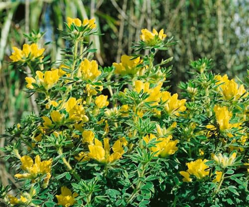 Chamaecytisus austriacus 20–30 cm – Winterhart, Mehrjährig, Pflegeleicht – Österreichischer Geißklee – Zierstrauch für Steingarten & Gartenbeet