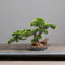 Kunstpflanze Künstliche Bonsai-Kiefer,Simulation großer Bonsai Künstliche Pflanze,Dekoration Künstliche Topf Baum for das Wohnzimmer Bürogeschäft