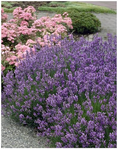 Stauden Gänge 100 x Lavandula angustifolia 'Munstead' Echter Lavendel | Echter Lavendel 'Munstead' – winterhart, duftend & bienenfreundlich für sonnige Beete, mehrjährig, 9x9 cm Topf