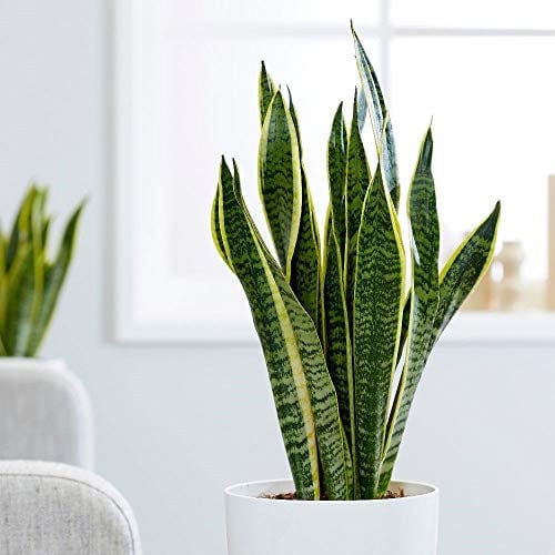 1 PIANTA DI SANSEVIERIA LAURENTII IN VASO 17CM DA INTERNO APPARTAMENTO LINGUA DI SUOCERA PIANTE GRASSE