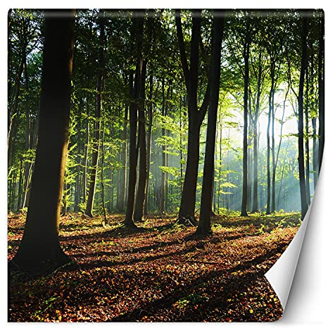 Feeby Vlies Fototapete Uv Gel Druck Sonne Unter Den Bäumen 250x250 cm Grün Schlafzimmer Wohnzimmer Büro Hotel Flur Wald Pflanzen Natur