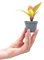 PLNTS - Baby Philodendron Prince Of Orange - Zimmerpflanze - Echte Pflanzen für Drinnen - 6cm Topf - Höhe 10cm
