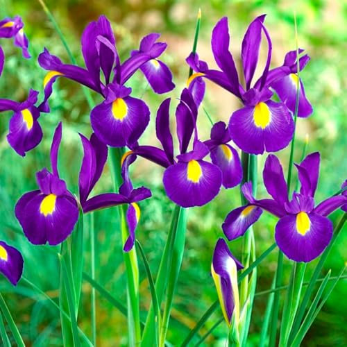 6 x Iris Blue Pearl – Xtra Large – Striking Bright Blue Blooms – Popular Cut Flowers – Summer Flowering Bulbs – Perennials – for Your Beautiful Garden