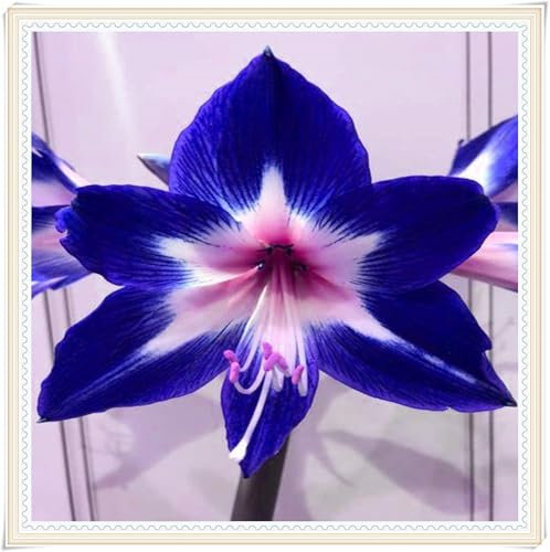 Amarylliszwiebel,Amaryllis Papilio,MehrjäHrig,Blumenzwiebel,Amaryllis Pflanze,Winterhart MehrjäHrig-3zwiebeln-F