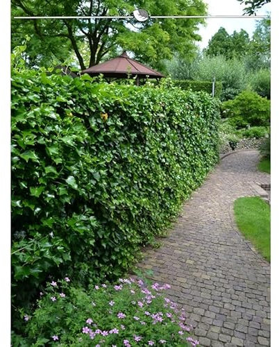Irischer Efeu 125-150 cm im Topf. Angebot: 12 Hedera immergrüne Kletterpflanzen