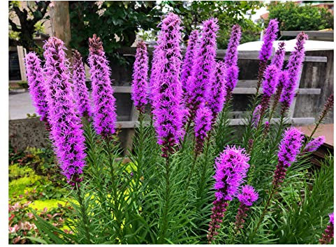 10 x Liatris Spicata Summer Flowering Gayfeather Bulbs Easy to Grow Blazing Stars Beautiful Garden Perennial Purple Flowers for Pollinators