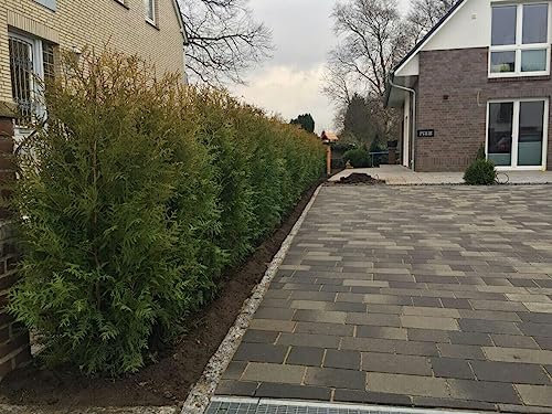 50 Thuja Brabant120-150cm ohne Topf gemessen frisch vom Feld Gartenhecke Heckenpflanzen Immergrüner Lebensbaum