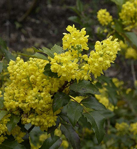 Mahonie 20-30cm - Mahonia aquifolium