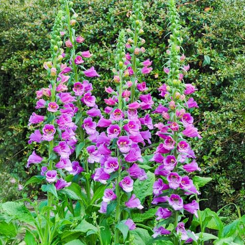 Digitalis Purple - Late Spring Flowering Foxglove Plants with Tall Spires of Lilac Flowers Speckled Purple - Cottage Garden Container, Border, and Bedding Plants Garden Ready (9cm Pot, 10-20cm)