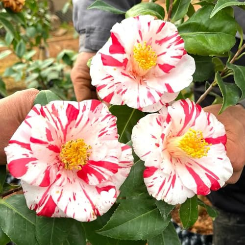 kameliensamen - kamelie hecken sträucher winterhart blühend kamelien schattenpflanzen balkonblumen büropflanzen herbst deko zimmerbonsai schnittblumen garten baumsamen bonsai 180samen