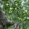 50 pcs chinesische jujube samen - Ziziphus jujuba - pflanzen garten, samen balkon jujube baum kaufen pflanzen samen indoor, kübelpflanzen winterhart pflanzen winterhart draußen, biosaatgut