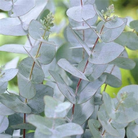 Eucalyptus gunnii – Pianta Sempreverde in Vaso 18 cm, Foglie Verde-Azzurro Profumate, Repellente Naturale per Zanzare, Coltivabile come Albero o Cespuglio – FOTO REALI