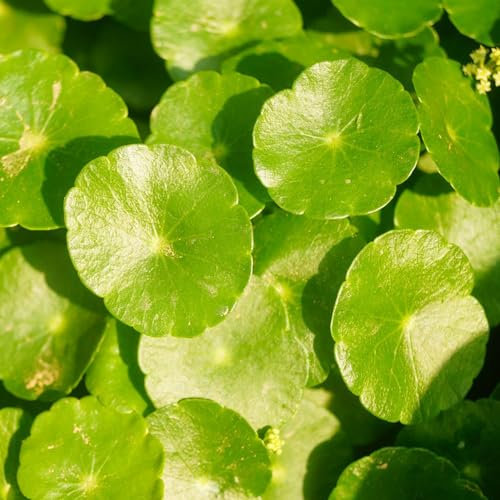 200 pcs Pilea peperomioides samen - kräuterlinge plant winterharte pflanzen für garten Seltene Pflanzenserie, herbal bio saatgut seed best of kräutergarten küche bonsai topf kräuter