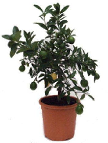 Pianta di Limequat (Mini Alberello - vaso 20)