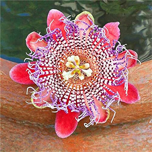 Haloppe 100 Stück Passiflora Incarnata Blumen Pflanzensamen für die Bepflanzung des Hausgartens, Passiflora Incarnata Pflanzensamen für den Garten Passionsblumensamen