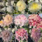 400 pcs winterharte chrysanthemen pflanzen samen - gartensamen bonsai samen chrysantheme,Chrysanthemum morifolium, balkon deko exotische zimmerpflanze schmetterlingswiese