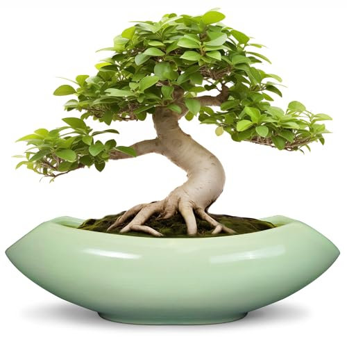 Teagas Bonsai Pots 18 Inch - Ceramic Planter for Bonsai Tree Unique Plant Pot for Indoor Outdoor Plants Large Flower Pot Green
