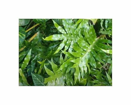 Stk - 100x Phymatodes scolopendria Farn Garten Pflanzen - Samen B95 - Seeds & Plants Shop by Ipsa