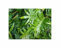 Stk - 100x Phymatodes scolopendria Farn Garten Pflanzen - Samen B95 - Seeds & Plants Shop by Ipsa