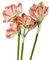 BQEE Künstliche Amaryllis Blumen, 54,6 cm, rot, weiß, rosa, 3 Stück, künstliche Lilien für Hochzeit, Zuhause, Büro, Hotel Dekor (Rosa)