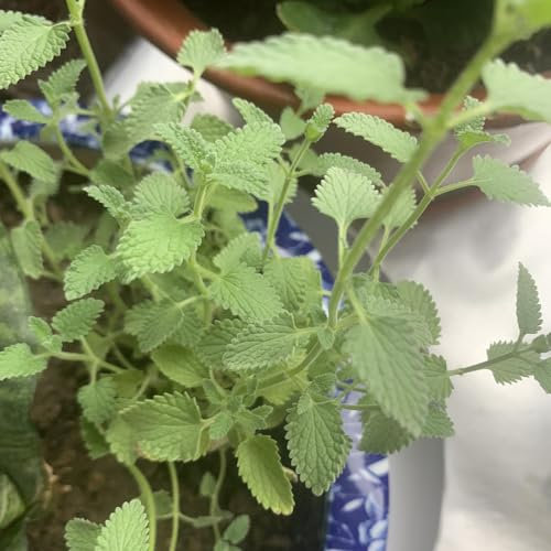 300 pcs katzenminze samen mehrjährig gartenkräuter bio saatgut (Nepeta cataria) winterharte blumen mehrjährig balkon garten gartenkräuter samen kräuter gewächshaus küchenkräuter hochbeet