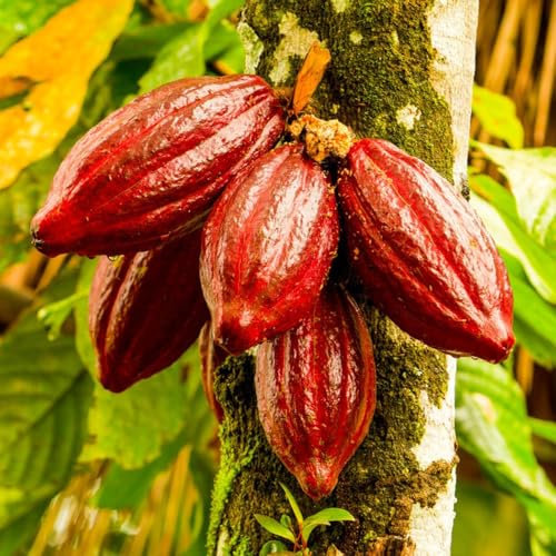 80 pcs Kakaobaum Samen - nachhaltige geschenke für frauen Cacao Pflanze Samen - sämereien alte sorten pflanztöpfe zimmerbonsai bonsai topfpflanzen draußen winterhart winterharte pflanzen