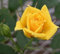 100 piezas de semillas frescas de rosas amarillas
