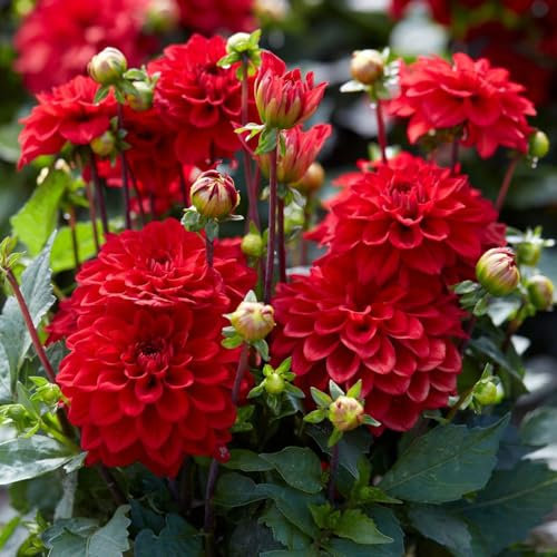 1 x Dahlia Gallery Singer – Fiery & Vibrant Red Blooms – for Pots & Planters – Summer Flowering Bulb – Perennials – for Your Beautiful Garden