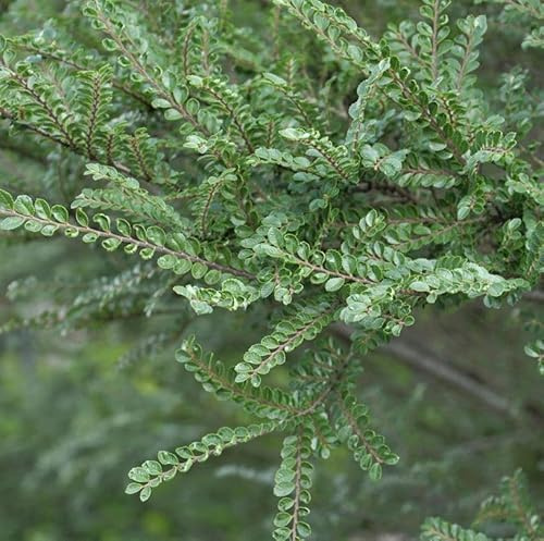 Zwerg Ulme Seiju 40-50cm - Ulmus parvifolia - lebende Gartenpflanze aus den Baumschulen